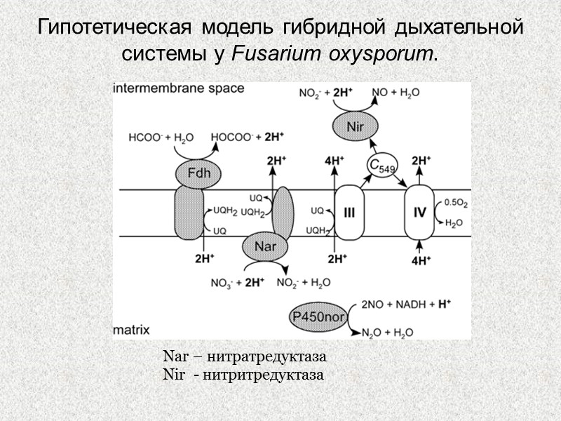 Гипотетическая модель гибридной дыхательной системы у Fusarium oxysporum.  Nar – нитратредуктаза Nir 